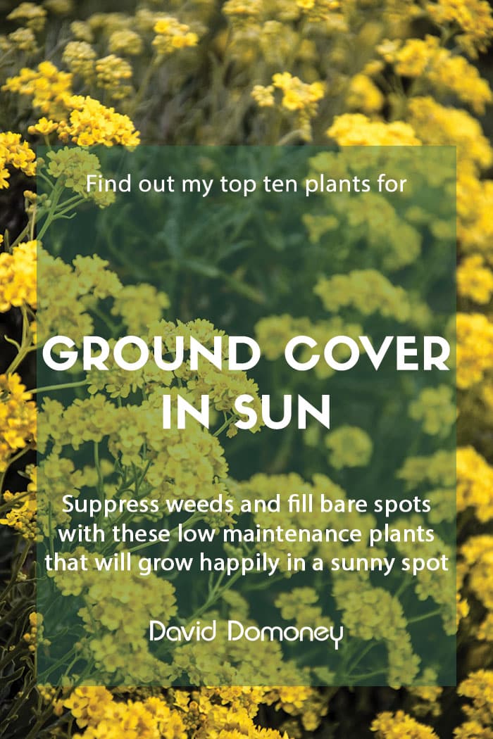 Top ten plants for ground cover in sun