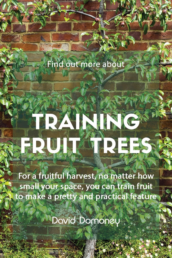 Grow your own by training fruit trees at home