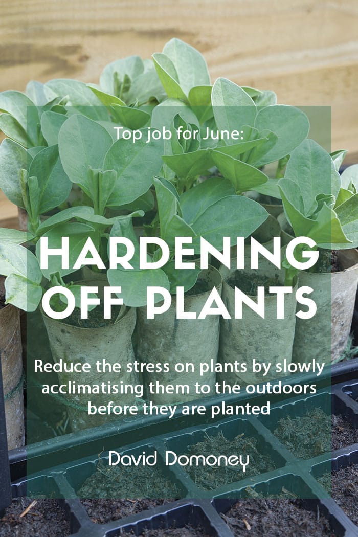 Top job for June: Hardening off plants