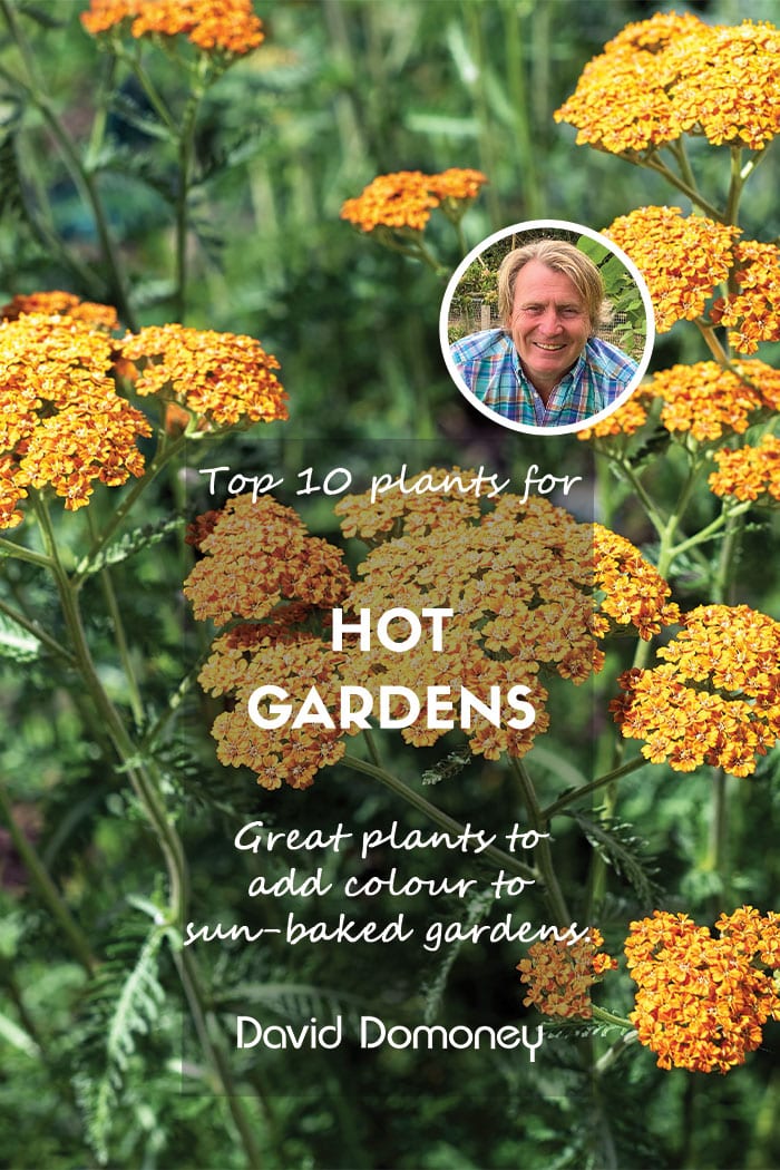 Ten great plants for hot gardens