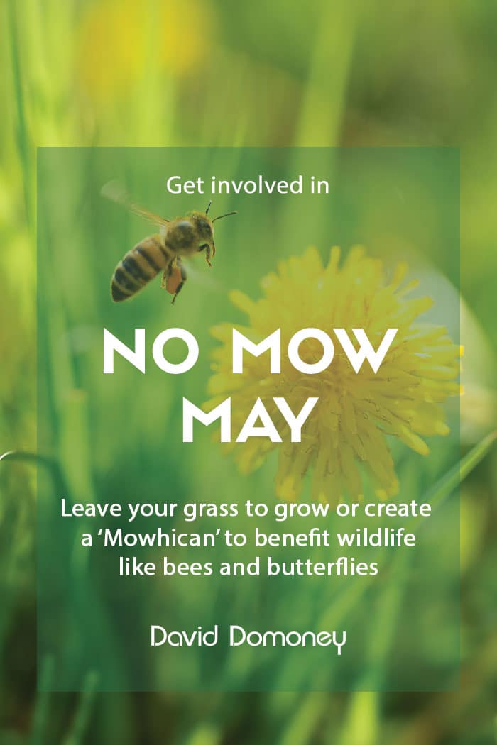 Take part in No Mow May to help garden wildlife