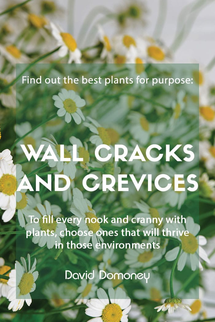 Plants for purpose: Plants for wall cracks & crevices