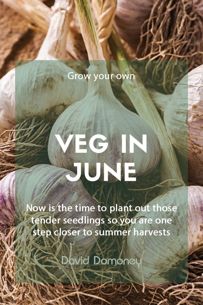 Top grow your own veg for June