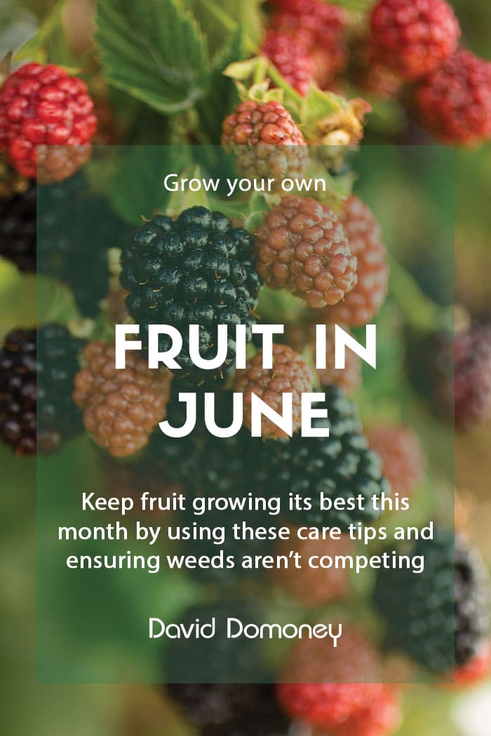 Top grow your own fruit for June