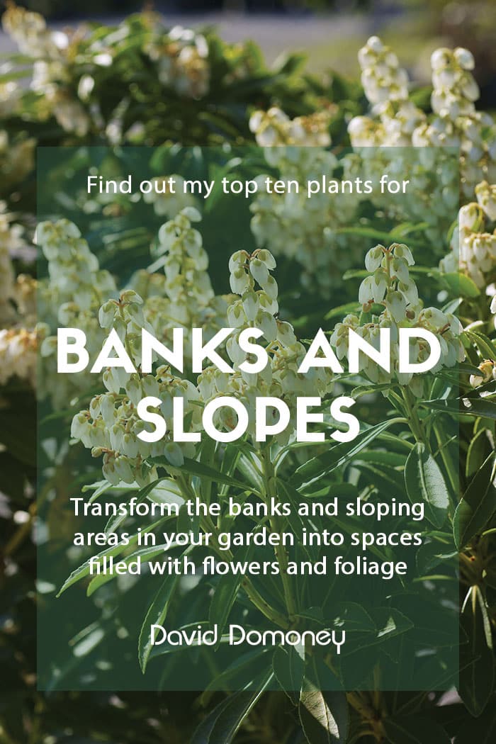 Top ten plants for banks and slopes