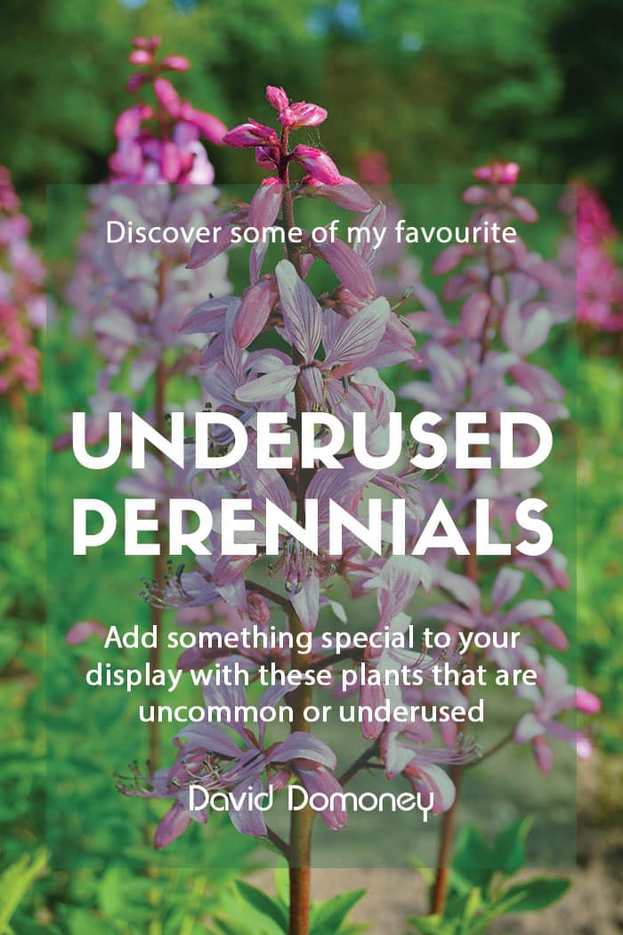 Top underused or uncommon perennials for your garden