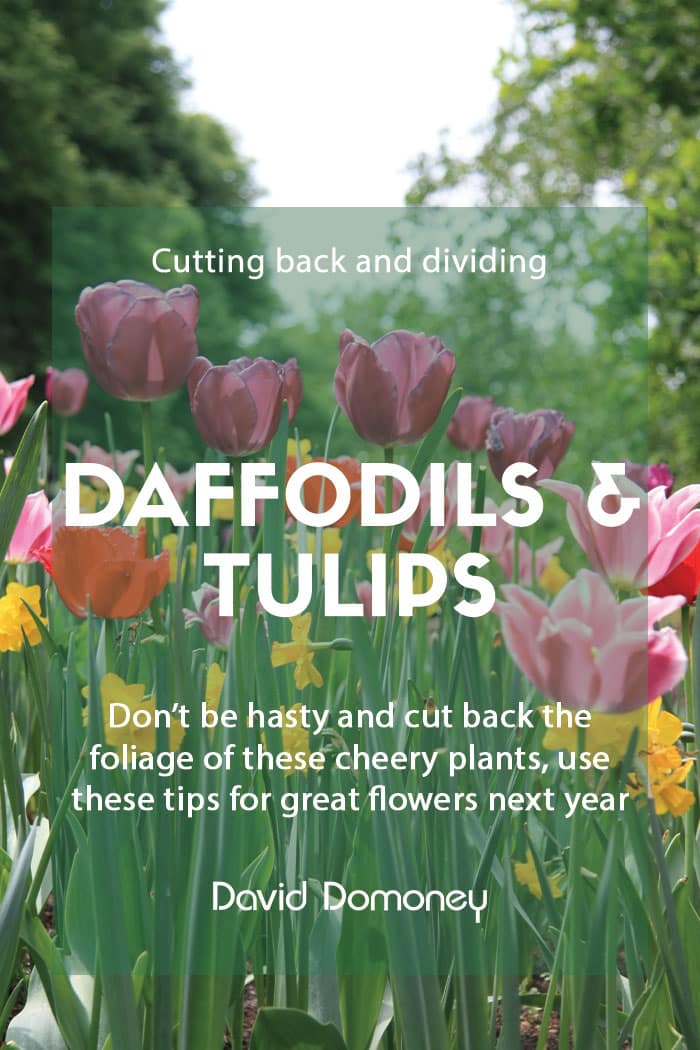 Cutting back and dividing daffodils and tulips