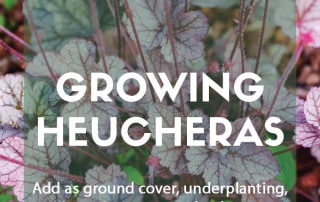 Growing heucheras