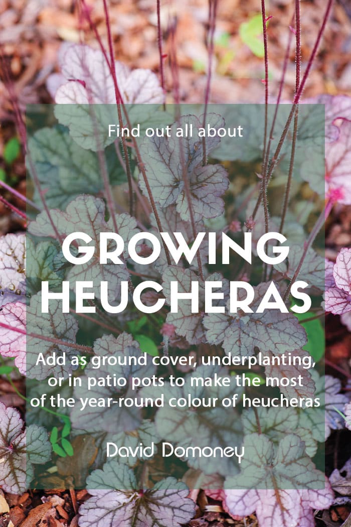 Growing heucheras in your garden