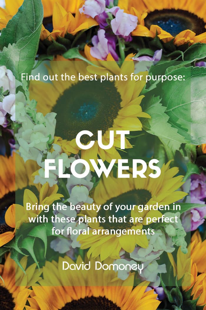 Plants for purpose: Top plants for cut flowers