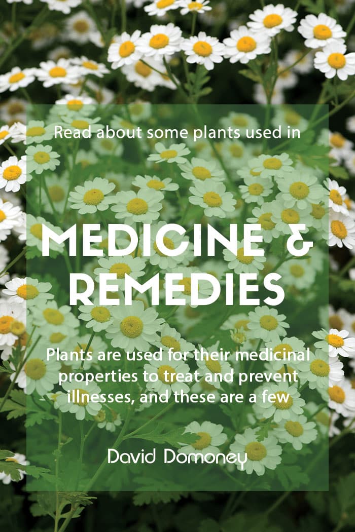 Plants used in drugs, medicine and remedies