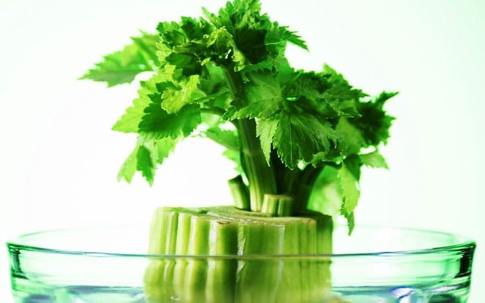 Growing celery in water