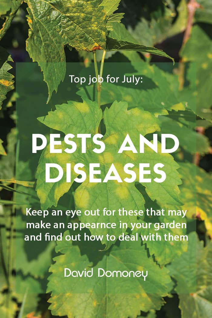 Top job for July: Pests and disease watch