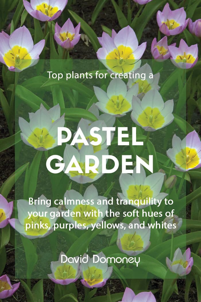 Top plants for a pretty, pastel garden