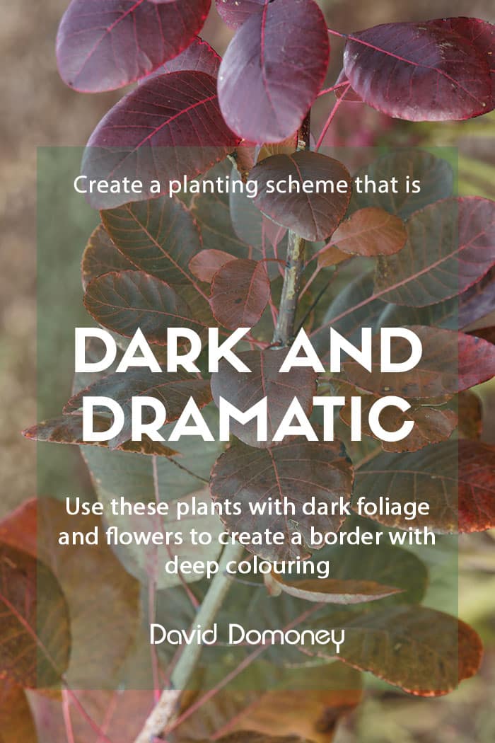 Plants to create a dark and dramatic planting scheme