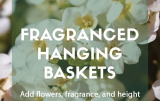 Top plants for fragranced hanging baskets