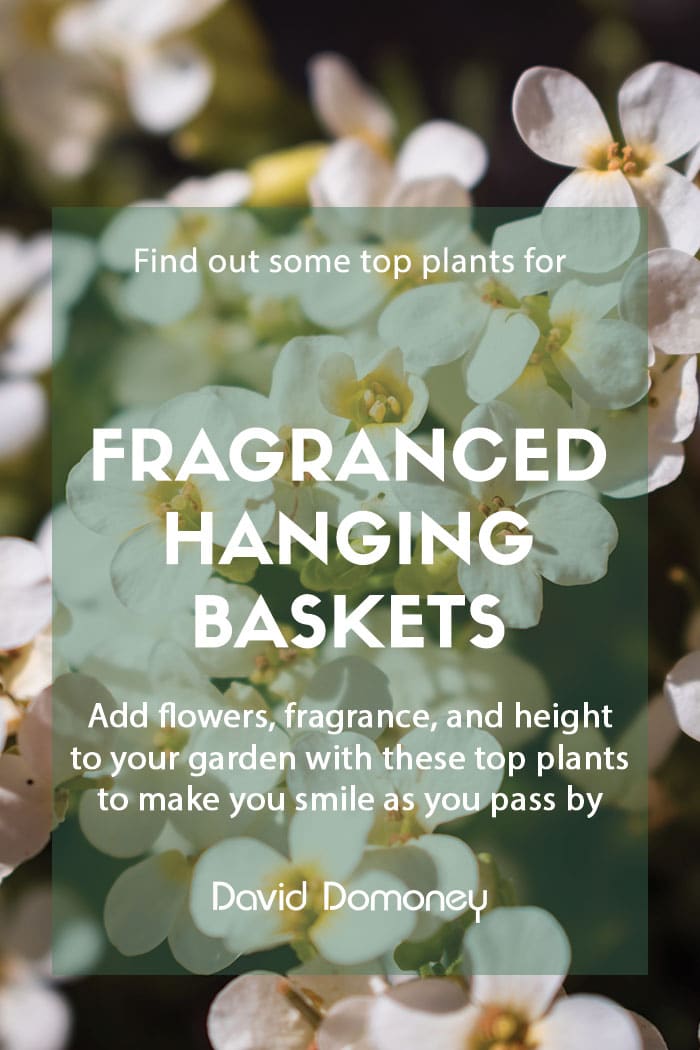 Fragrant plants for a hanging basket