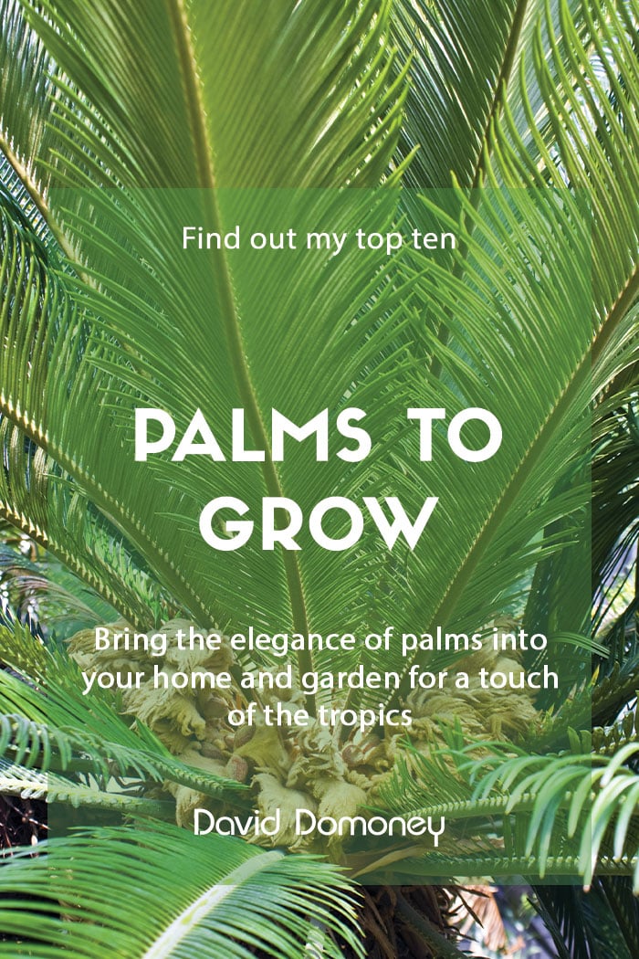 Top ten palm trees to grow in your garden and home