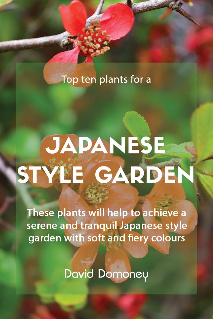 Top ten plants for Japanese style gardens