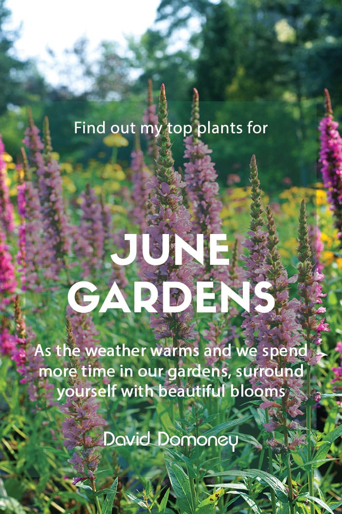 Top ten plants for June gardens