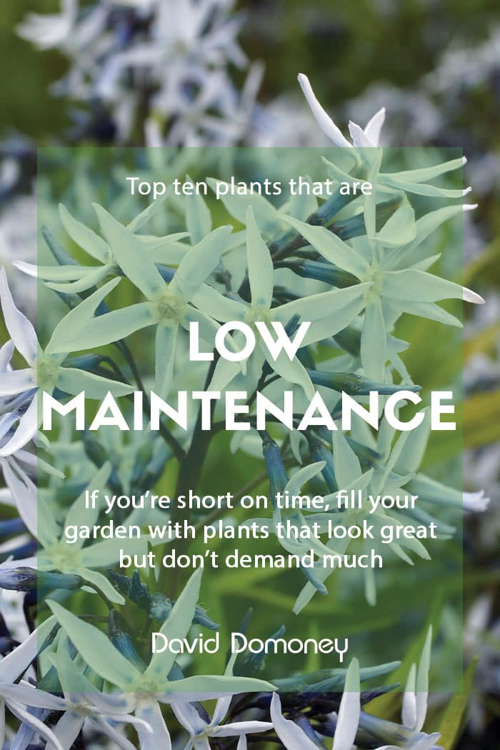 Top ten plants for a low maintenance garden