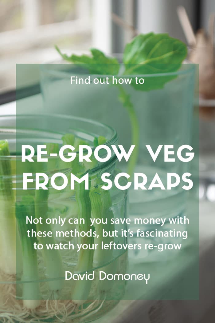 Vegetables to re-grow from scraps and leftovers