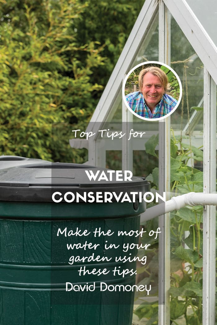 Conserving water in the garden this summer