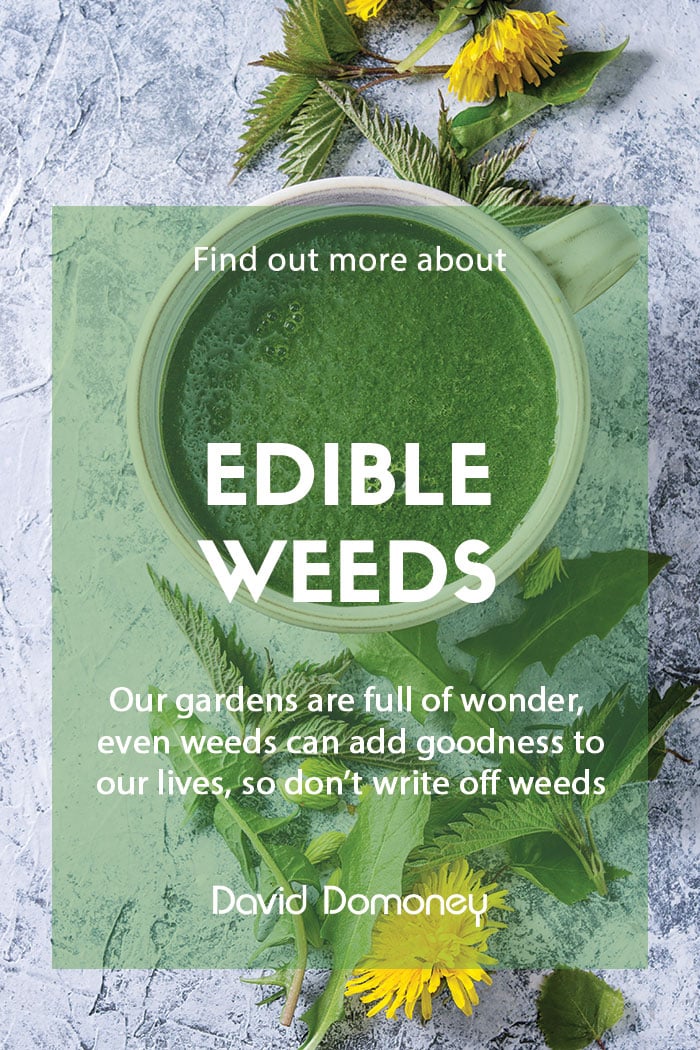 Edible garden weeds from your garden