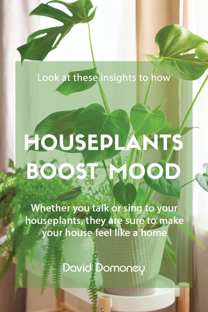 Houseplants make a house a home whilst boosting wellbeing