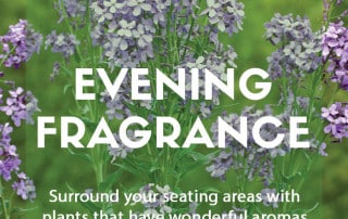 Plants for purpose - Plants for evening scent