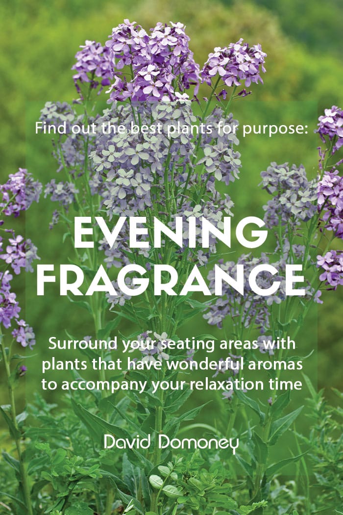 Plants for purpose: Top plants for evening fragrance