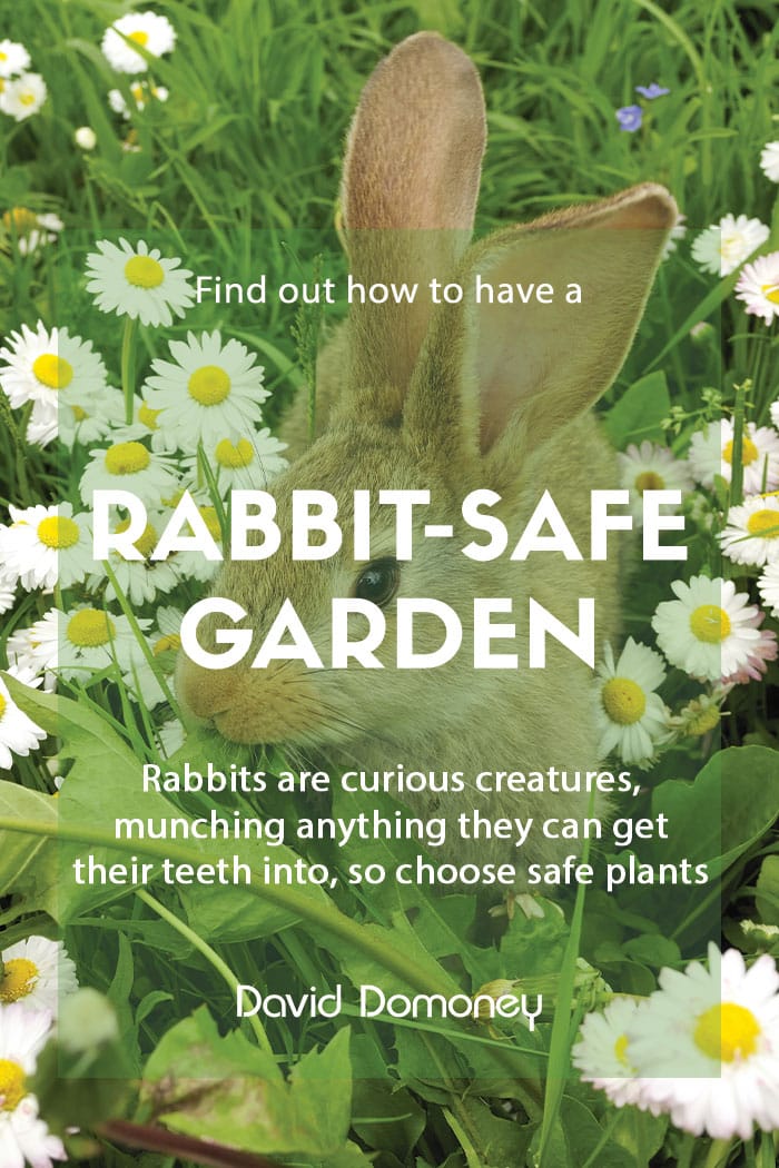 How to make your garden safe for rabbits