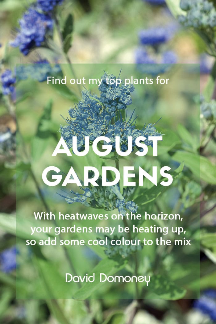 Top ten plants for August gardens