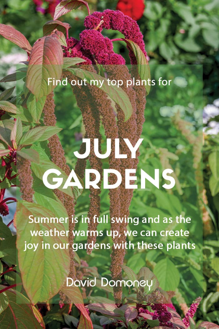 Top ten plants for July gardens