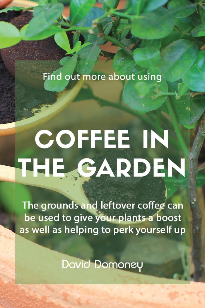 Using coffee grounds in the garden