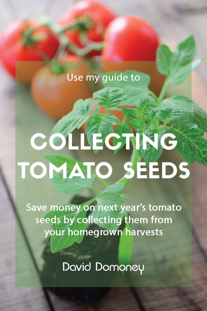 A guide to collecting and saving tomato seeds