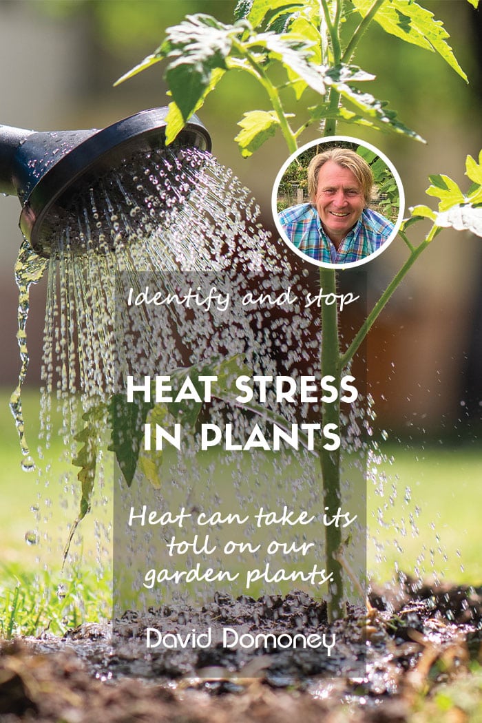 Plants and heat stress in the summer