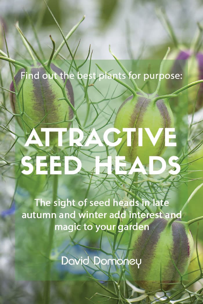 Plants for purpose: Plants with attractive seed heads