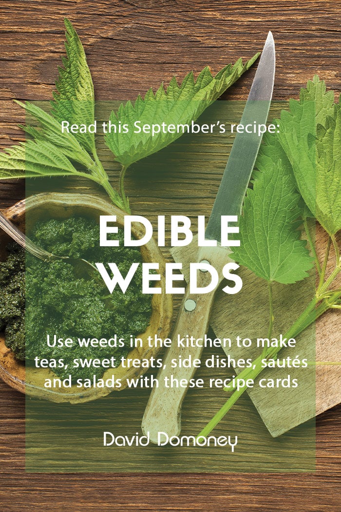 Recipe September Edible weeds