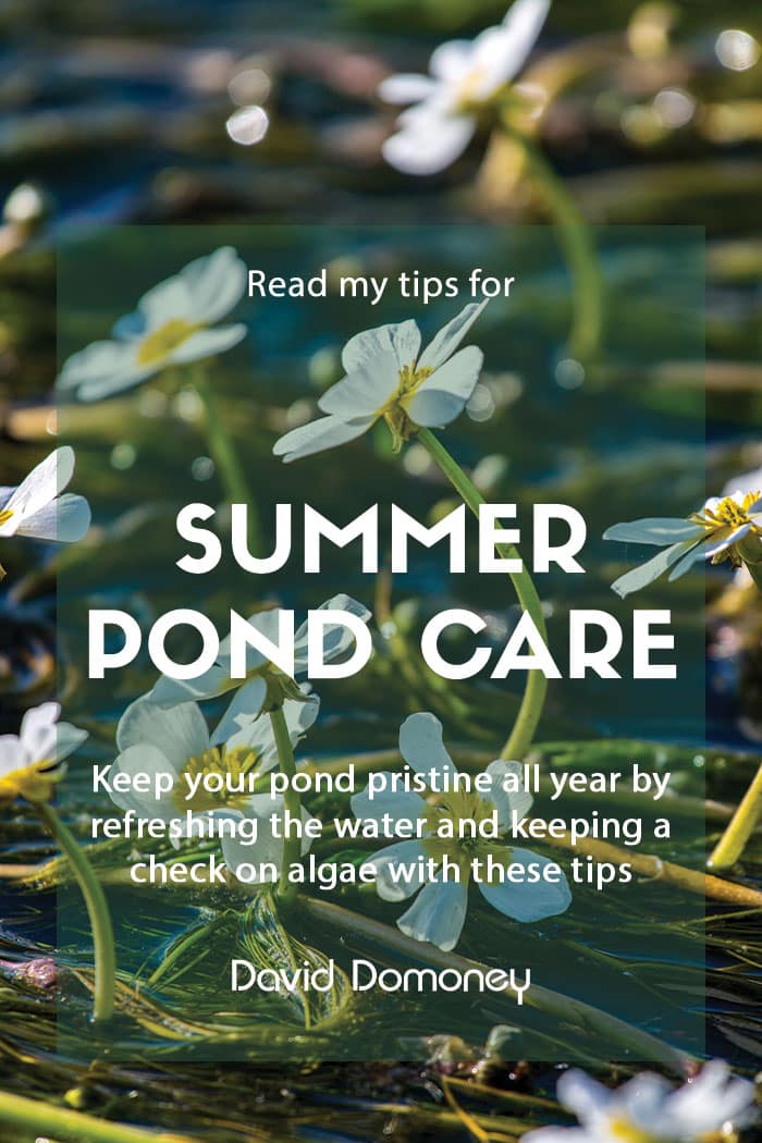 Top tips for summer pond care