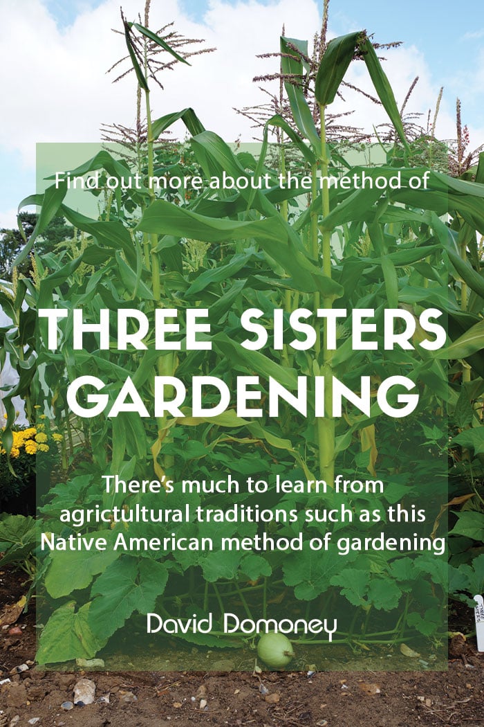 Using the Three Sisters gardening method in the garden