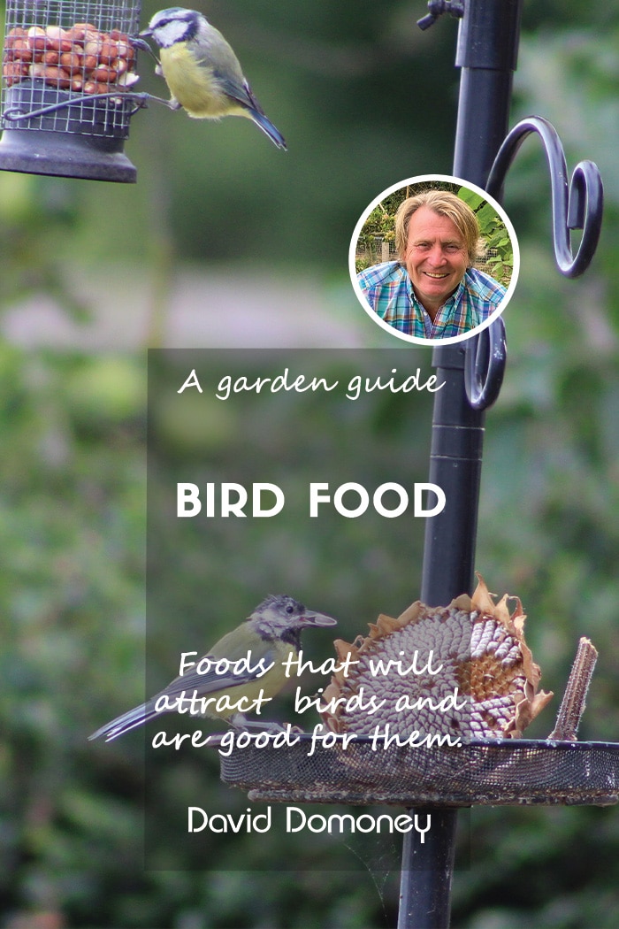 A guide to the different types of bird food