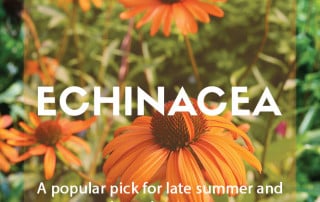 A guide to growing echinacea in the garden