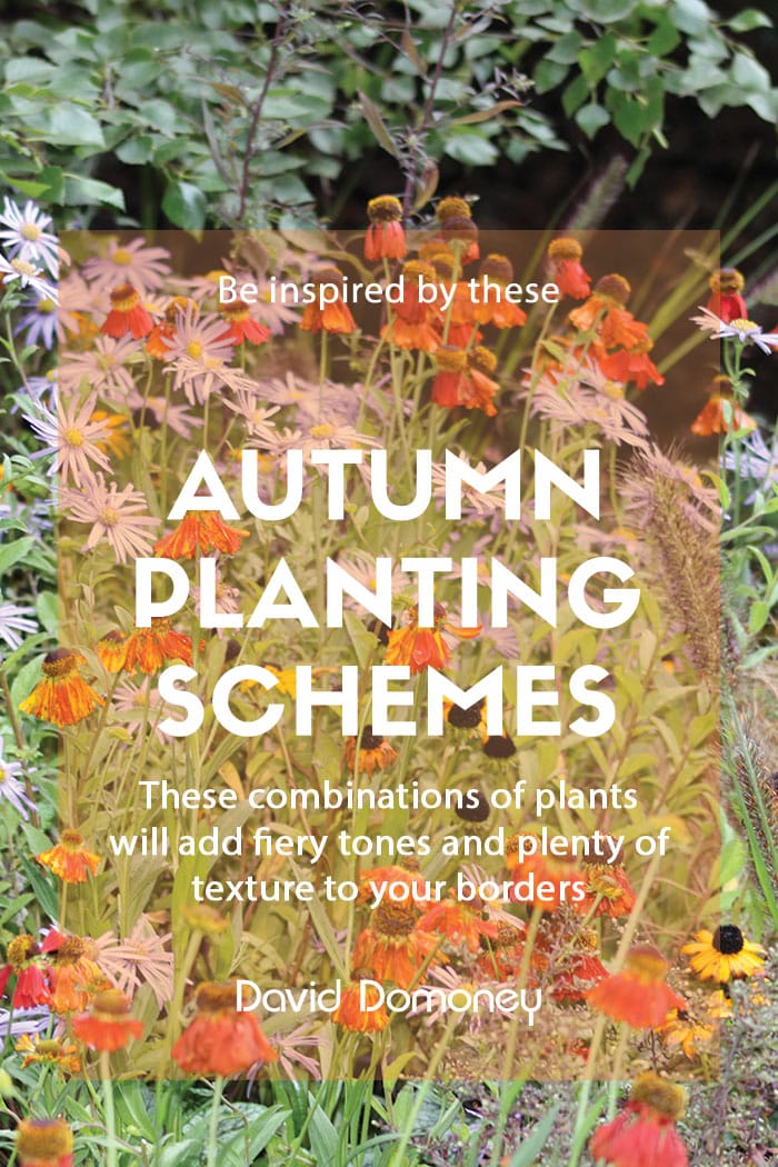 Autumnal planting schemes for your garden