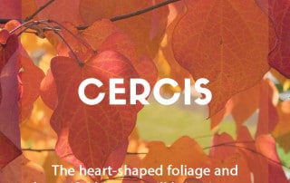 Growing cercis in your garden