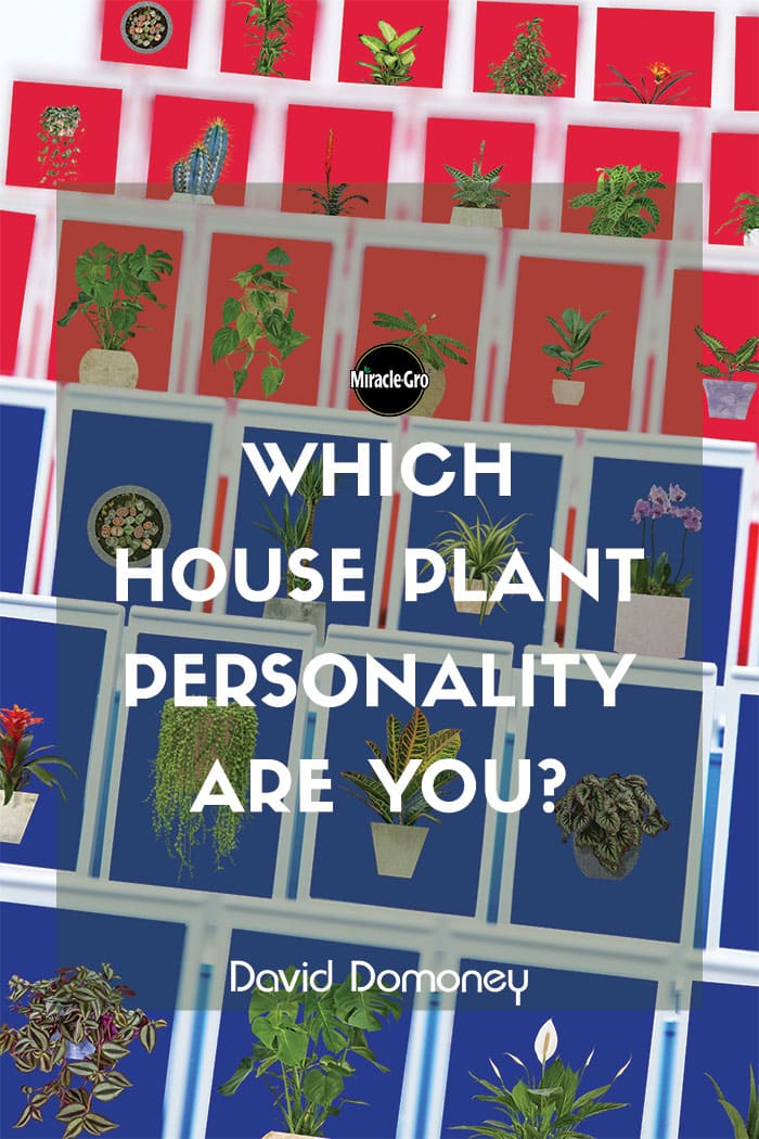 Which Houseplant Personality Are You?