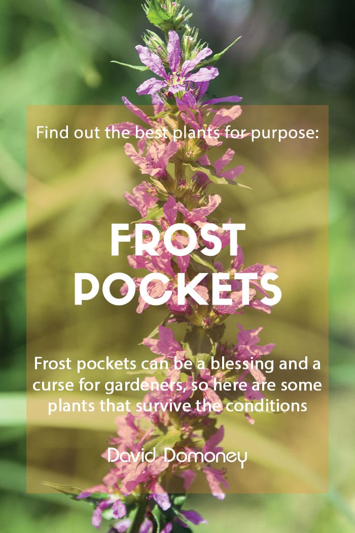 Plants for purpose: Top plants for frost pockets