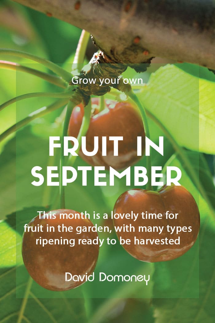 Top GYO fruit for September