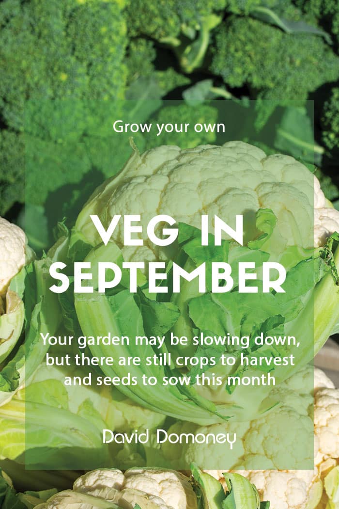 Top grow your own veg for September