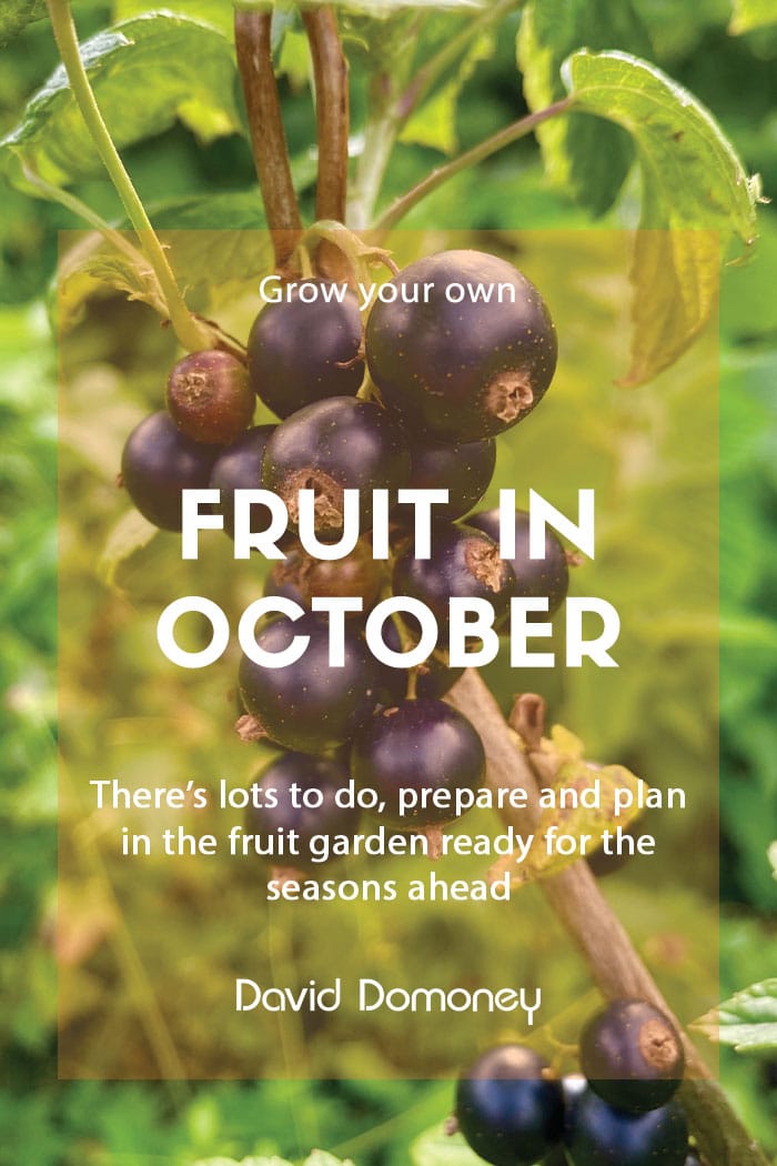 Top grow your own fruit for October